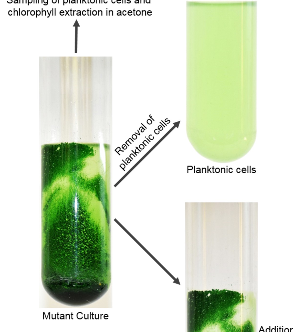 chlorophyll sample